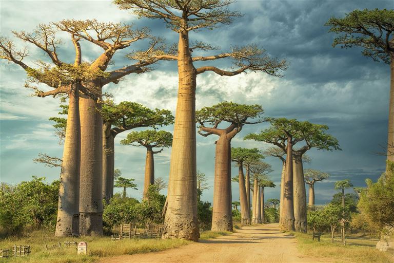 Madagaskar - Land der Lemuren ©guenterguni/istock